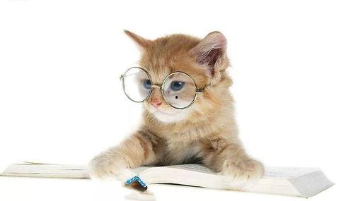 娱乐吃瓜君小猫咪,揭秘娱乐圈那些不为人知的幕后故事