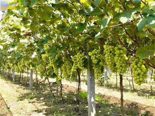 娱乐吃瓜姐买鸭,揭秘“吃瓜姐买鸭”背后的故事