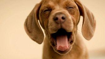 娱乐吃瓜菌小狗,揭秘娱乐圈那些不为人知的幕后故事