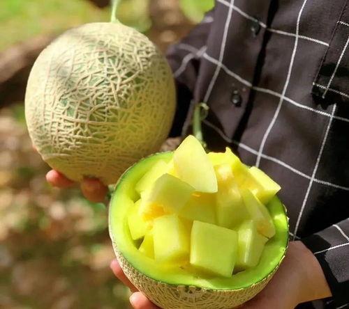 娱乐圈吃瓜文具有哪些