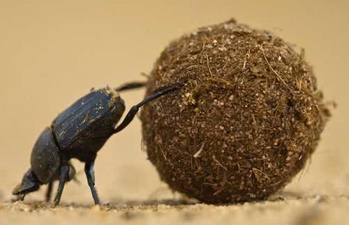 娱乐吃瓜酱屎壳郎,吃瓜酱屎壳郎的趣味人生